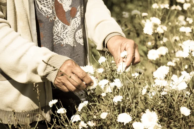 Nahaufnahme von Händen, die in einem Feld weiße Chrysanthemen pflücken