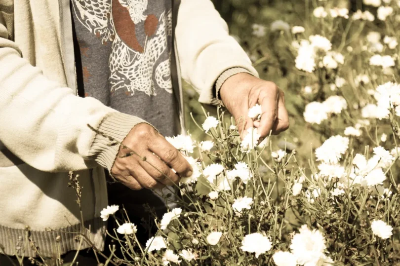 Nahaufnahme von Händen, die in einem Feld weiße Chrysanthemen pflücken