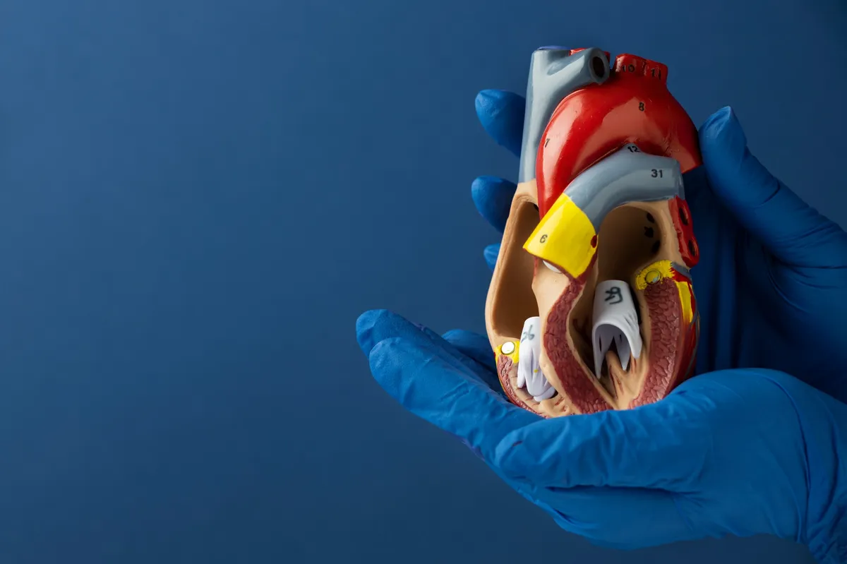 Eine Person mit blauen Handschuhen hält ein detailliertes anatomisches Modell eines menschlichen Herzens vor blauem Hintergrund.